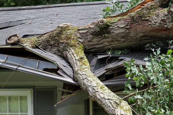 Cost of Storm Remediation in Lynnwood